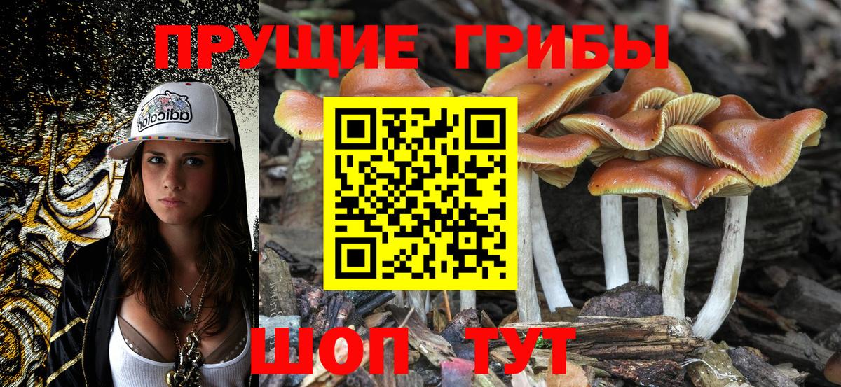 Саянск  Галлюциногенные грибы Cubensis  Вход с VPN 